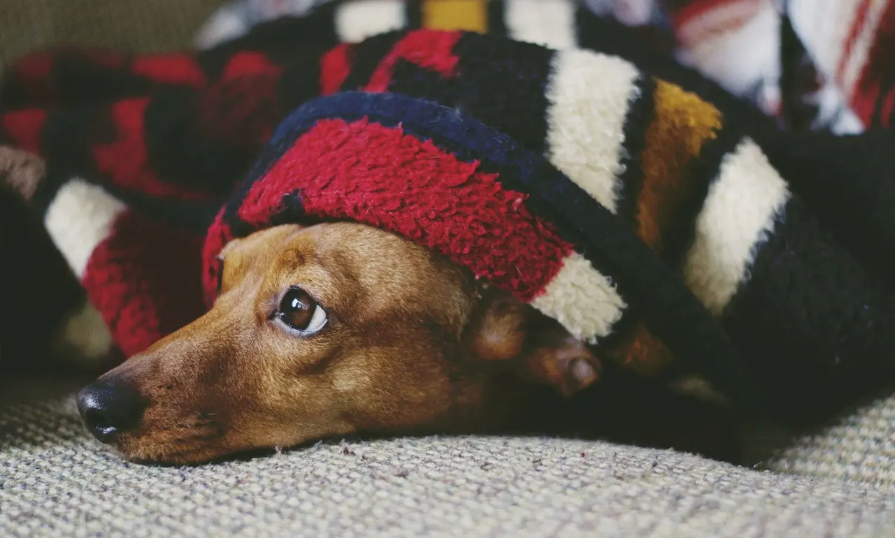 犬のメイン画像